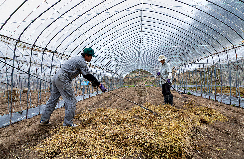 微生物が棲む豊かな土壌で育てるトマト2